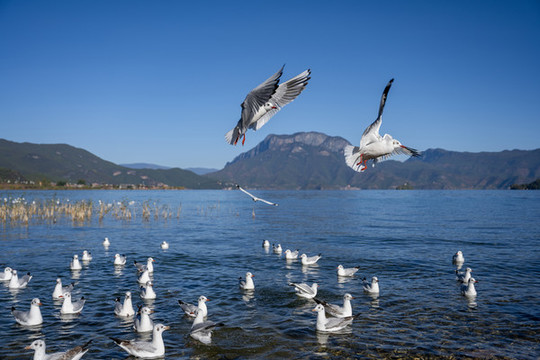 瀘沽湖海鷗