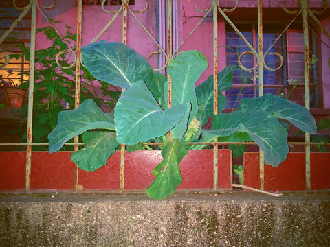 一顆花椰菜