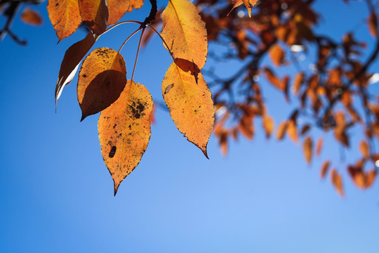 紅色葉子