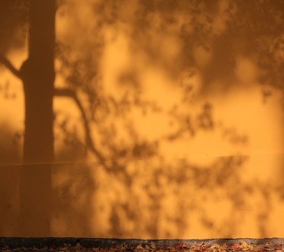 紅墻樹影