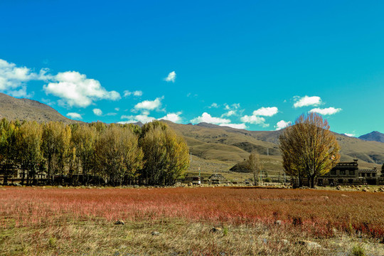 紅草地
