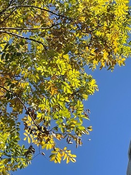 透過枝葉的天空