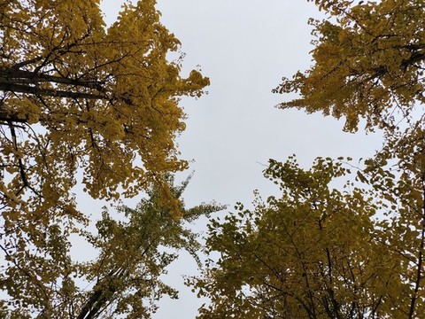 樹葉與天空