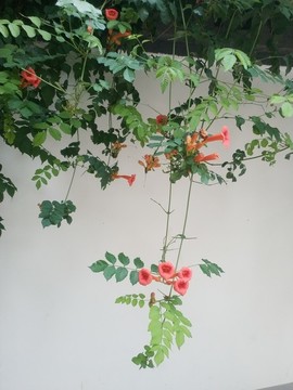凌霄花