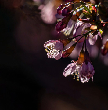 櫻花