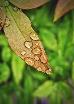 秋天落滿雨珠的樹葉
