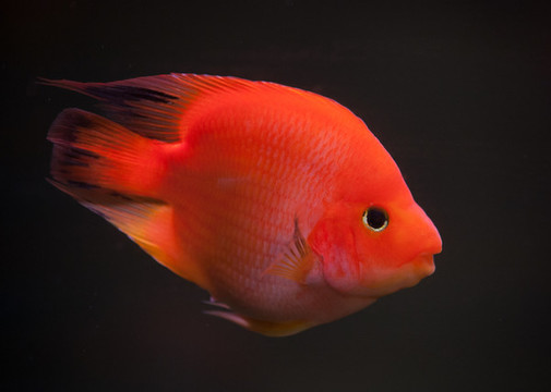熱帶魚血鸚鵡魚