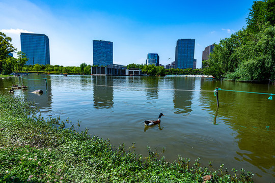上海大寧靈石公園郁金香公園