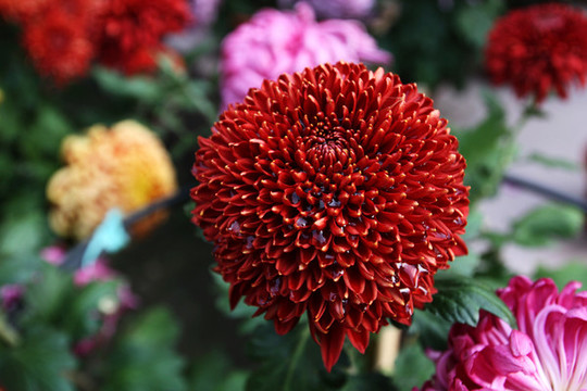 紅色菊花