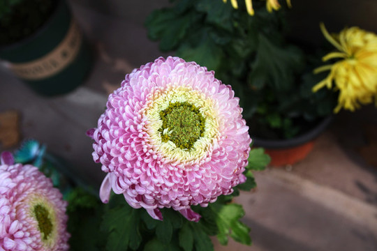 紫色菊花
