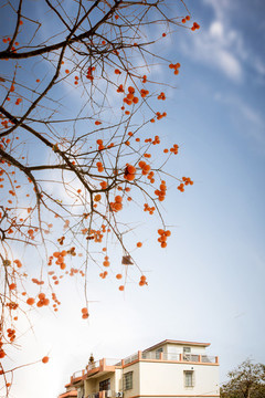 柿子紅了