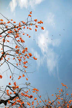 柿子紅了