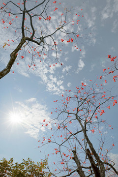 柿子紅了