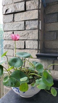 碗蓮