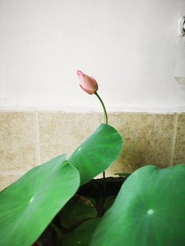 碗蓮