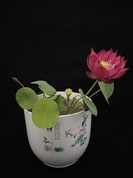 碗蓮