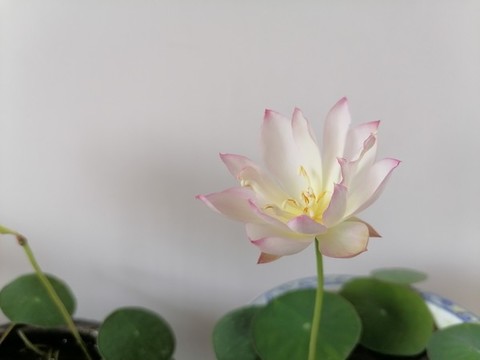 碗蓮