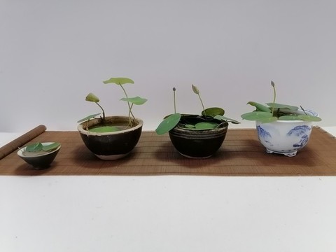 碗蓮