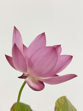 碗蓮