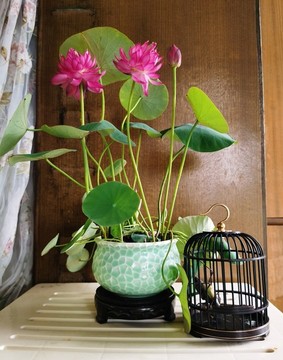碗蓮
