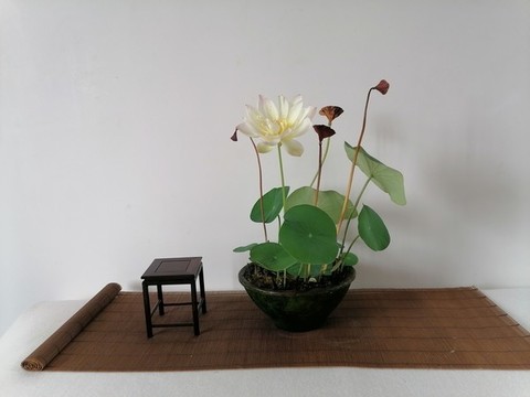 碗蓮