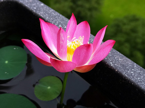 碗蓮