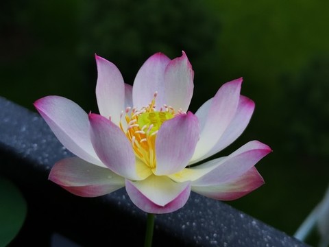碗蓮