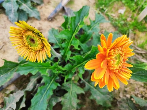 非洲菊