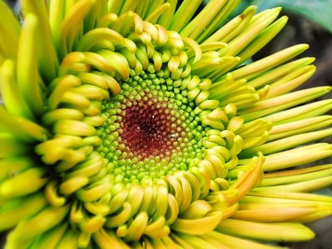 非洲菊
