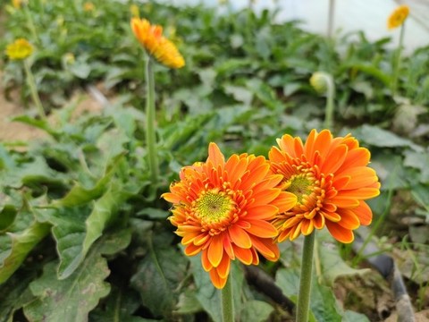 非洲菊
