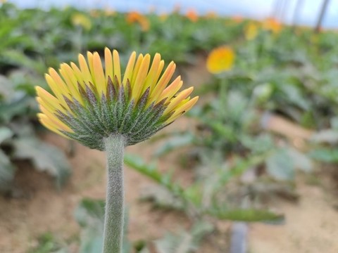 非洲菊