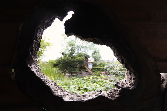樹(shù)洞