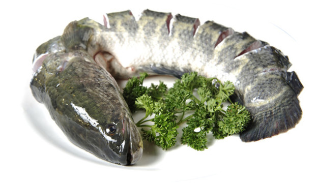 鮮黑魚