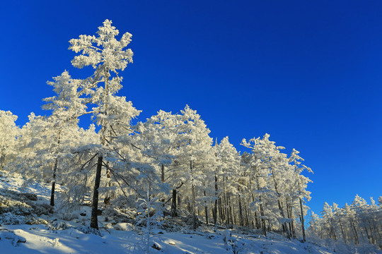 林海雪原松林霧凇