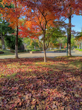 秋天公園小樹(shù)林