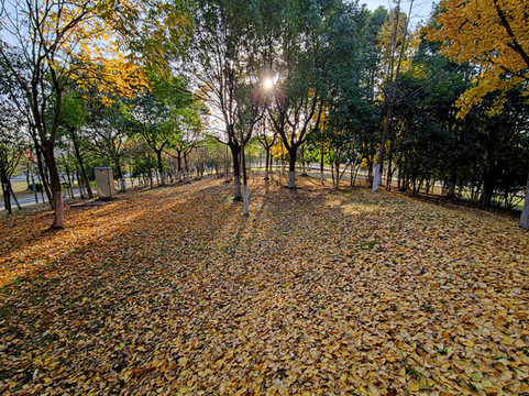 滿地落葉小樹林