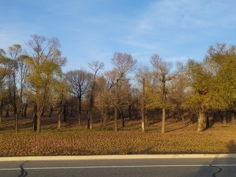 路邊的風景