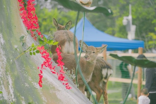 小鹿