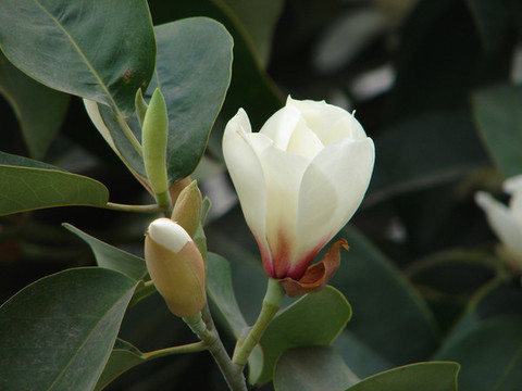 深山含笑的開花季節(jié)