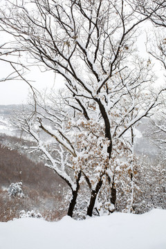 本溪青云山冬季雪景