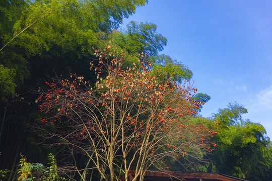 藍天紅柿子