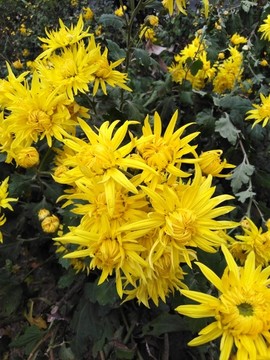菊花