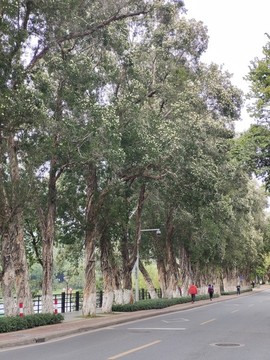 樹林小道