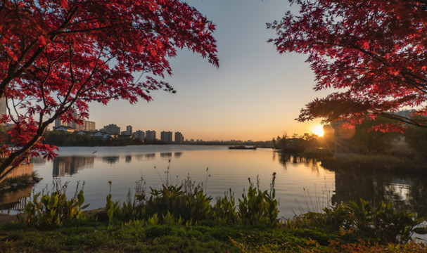 楓葉紅時