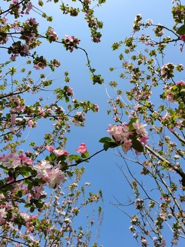 花與天空