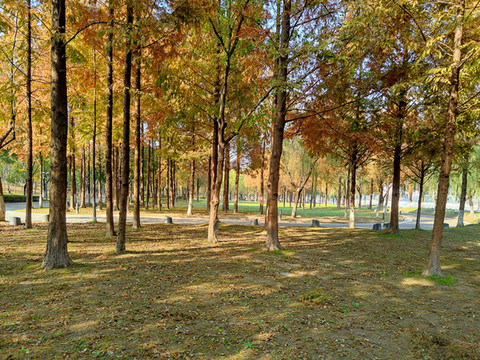濕地紅杉林