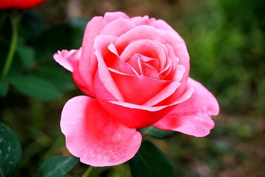 月季花