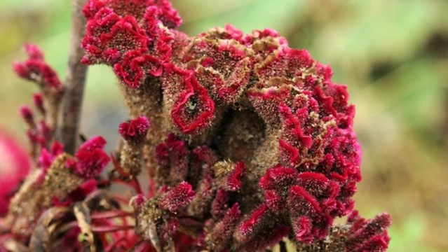 雞冠花