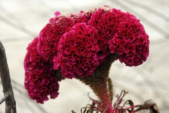 雞冠花