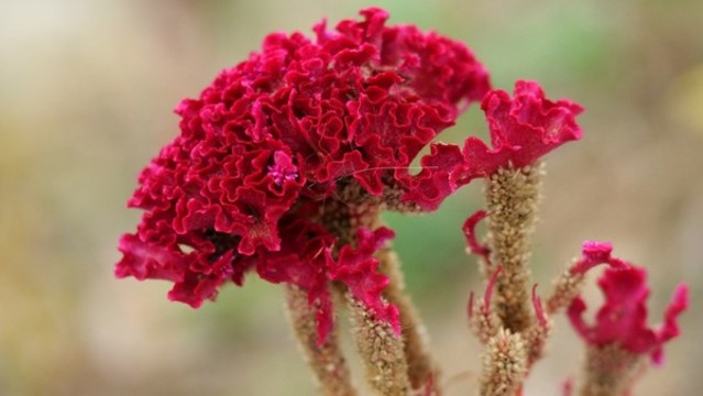 雞冠花